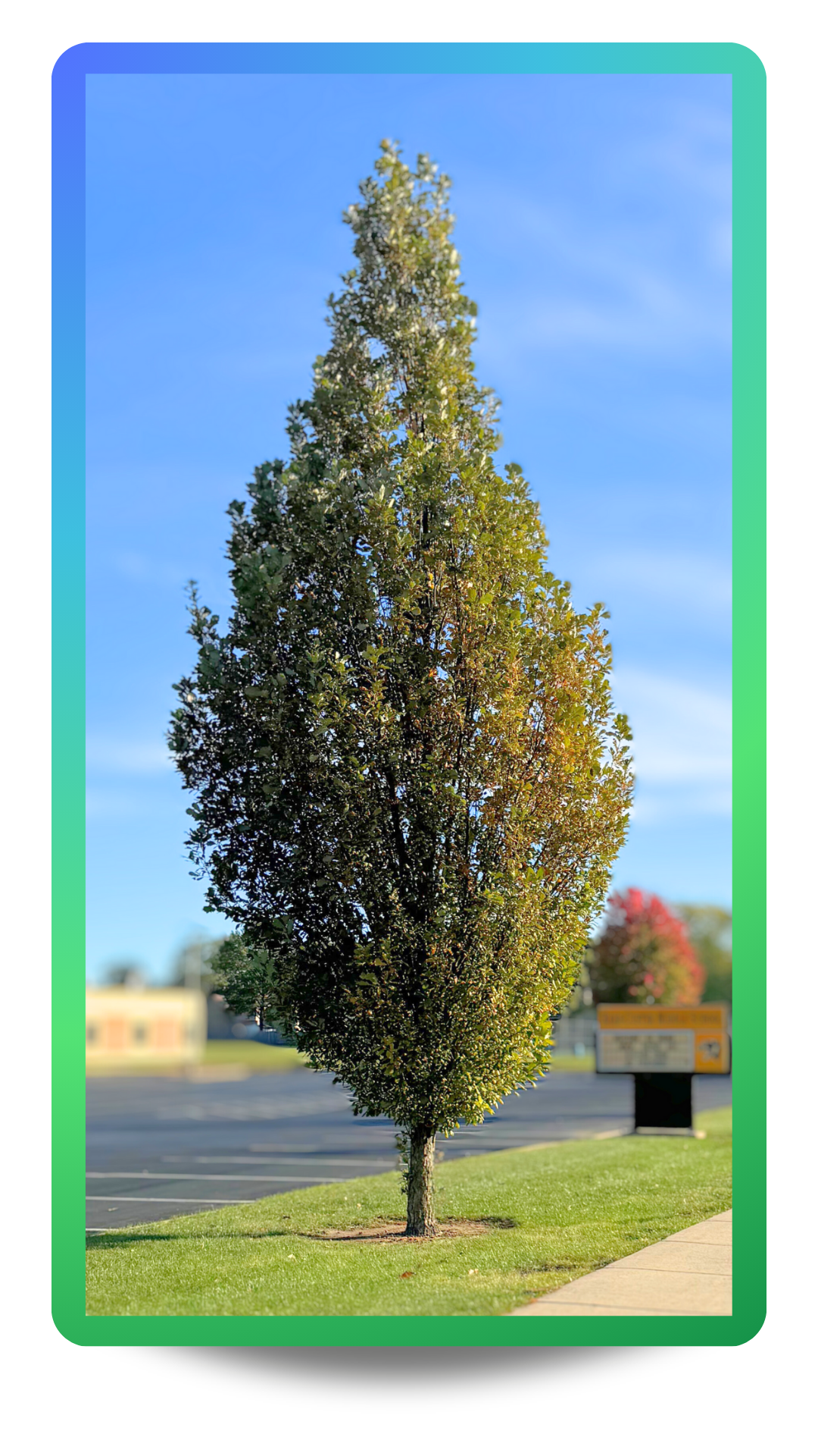 Regal Prince® Oak growing on a narrow parkway.